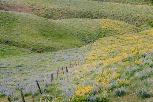 Old fence line columbia hills washington 2014 xxprim