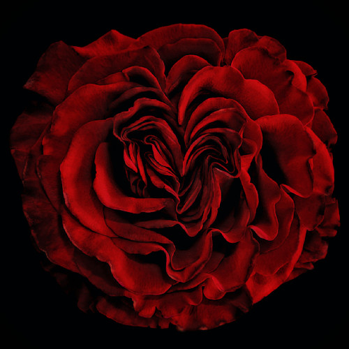 Love red rose lskfjg