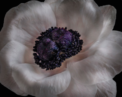 Striking ranuculus gmpzwt