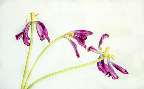 Dancing purple tulips right qairqd