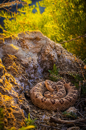 6f8a6535 copy i0tgnr