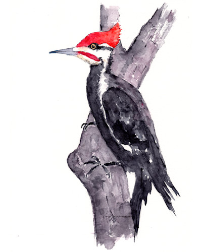Pileated woodpecker oiinkd