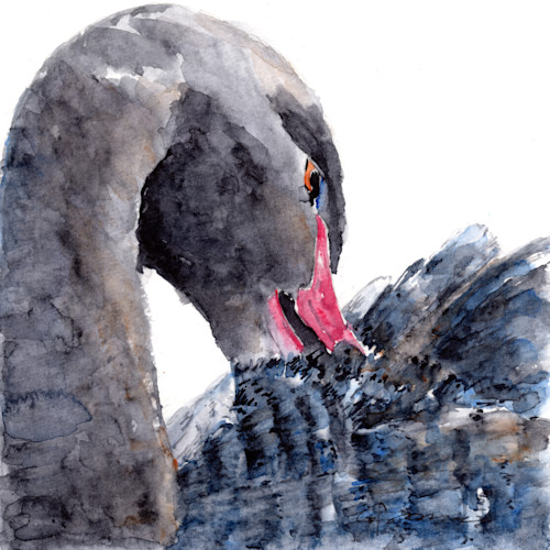 Black swan 2 s4n3s1