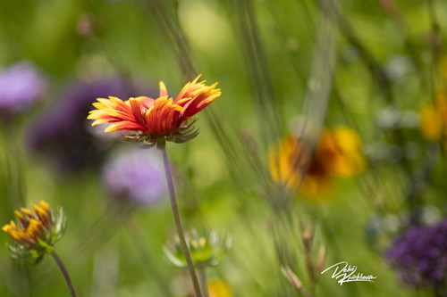 Nature series single flower yg2z6a