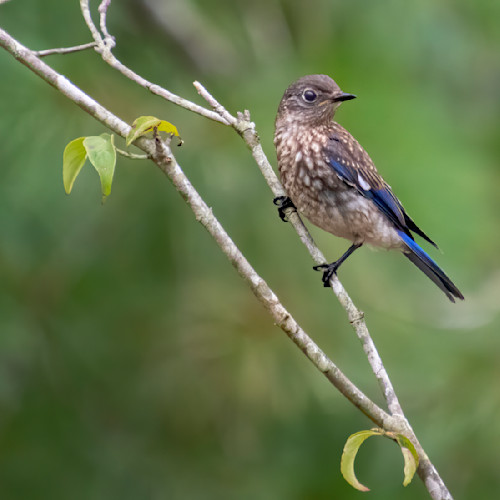 Beautiful bluebird b usvksv