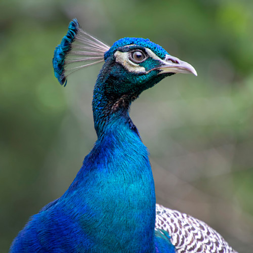 Peacock profile wzls2s