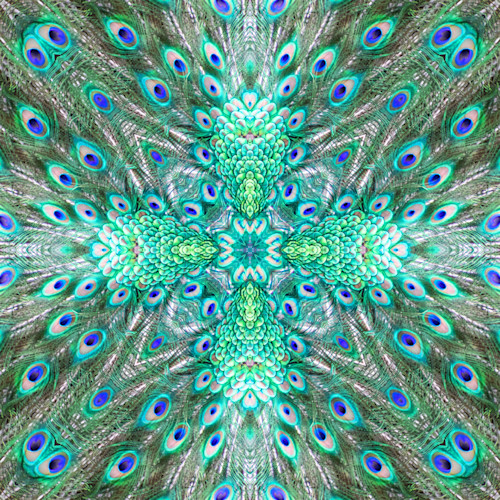 Peacock abstract gaxmg7
