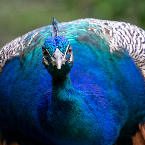 Peacock headshot vmwych