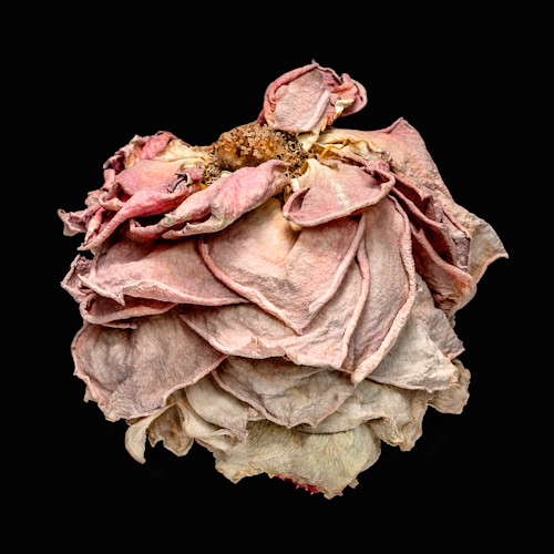 Rose couture 3 mdfga2