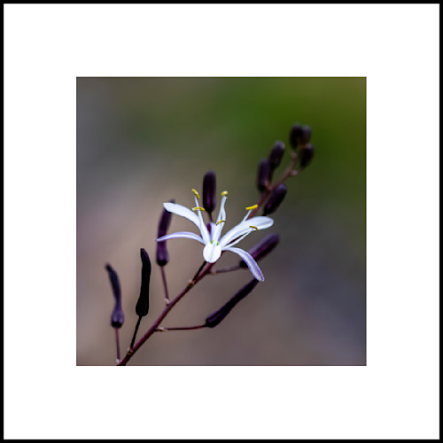 Soap plant r9uvv9