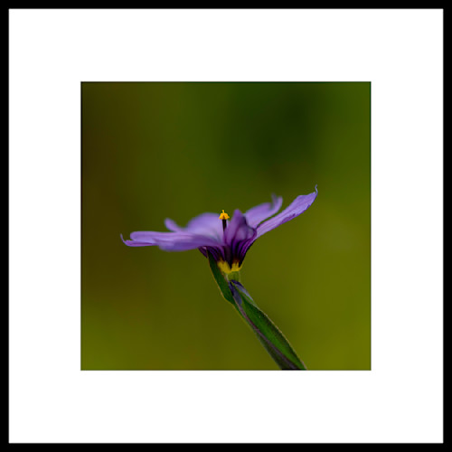 Blue eyed grass edit edit mg3hji