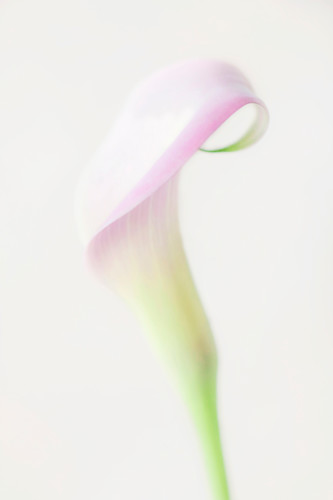 Elegant cala no. 2 ku9jje