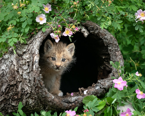 Baby lynx in a log ppqpgm