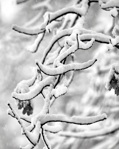 7370 snow falling on oak tree branch bw copy gigapixel very compressed height 12240px xb7v0m