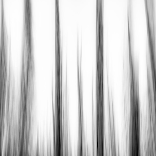 Burned forest abstract study 3 washington 2022 bd5tv4