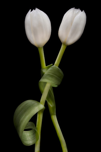 When tulips tango no. 2 kgipri