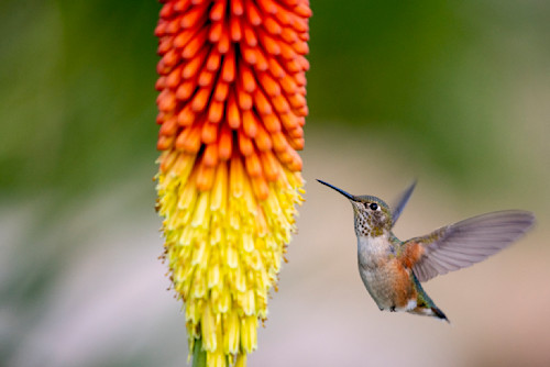 Torch lily dessert smbcue