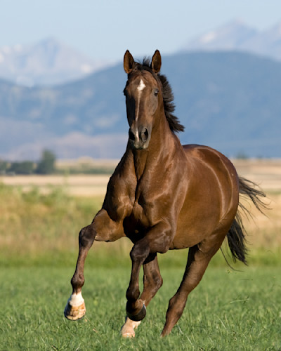 Carolwalkergalloping1 bcesxt