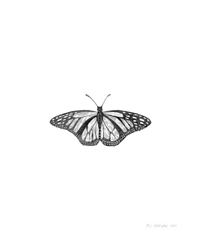 Butterfly 20x16 signed dcjfbu
