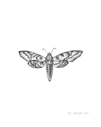 Moth 20x16 signed pf1fqw