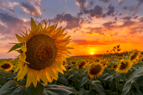 Summer sunflower sunset 3 fpjtox