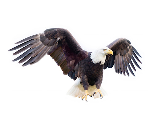 Patricia lam   pl 145 16x20 c eagle ai fly big bgr wing spread 6277 5985 rev guwv34