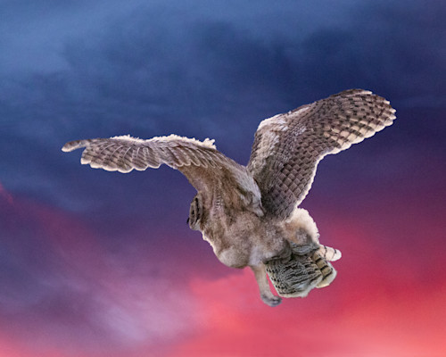 Patricia lam   pl 220 16x20 flying owl 59319 0615sky 2 blue red sky face 9262 dqvjkr