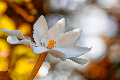 Patricia lam   pl 180 white lily ai flower 8x12 7167bokeh cf inds no wd px3zsh