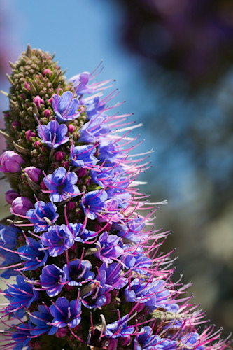 Patricia lam   pl 210 lilac santamonica see other for dex add 8507 jmfykb