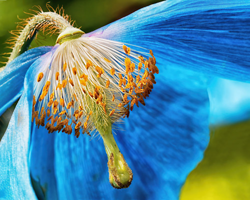 Patricia lam   pl 230 blue flower 8x10 rapture 2123cf dex2 ctr proc c k6m3pv