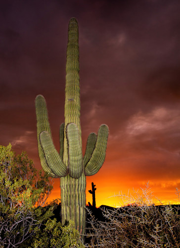 Patricia lam   pl 190 cactus ai print fixed saguaro cvck 7491cf ton patl m4hrpj