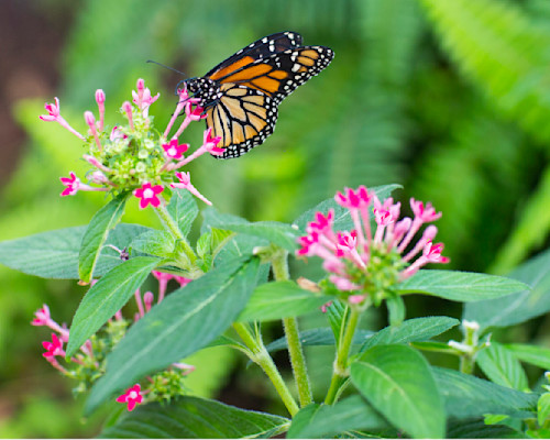 Patricia lam   pl 330 8x10 monarch butterfly danaus pl v9587 w8mhob