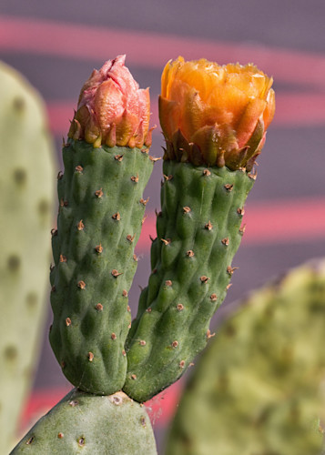 Patricia lam   pl 120 cactus flowers two 3363cf dex patl uhhthw