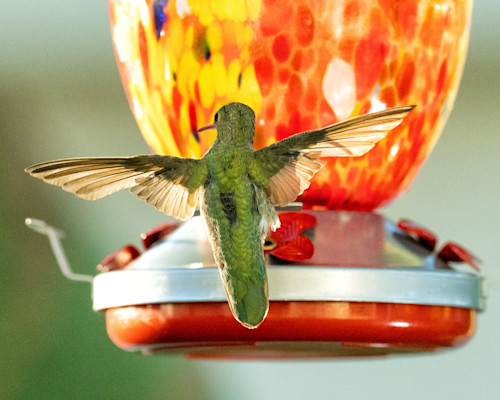 Patricia lam   pl 010 hummingbird fly back wings 51043cf o6neak