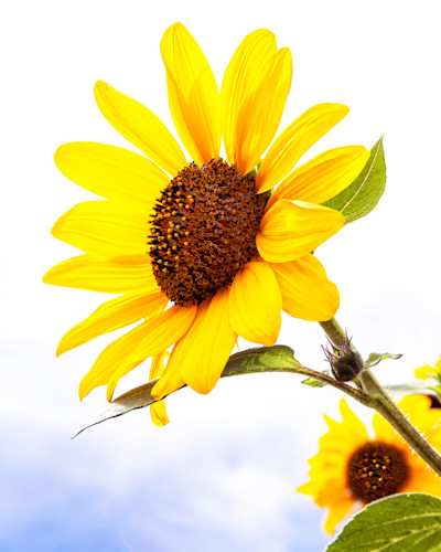 Patricia lam   pl 140 16x20ltr sunflower greek az ai 5856cf ton rev jdxng3