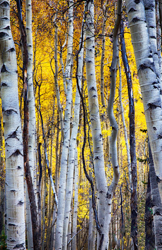Patricia lam   pl 160 11x17 aspens srgb tree 6979 hd3 wfoi7t