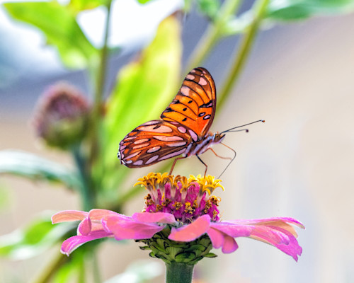 Patricia lam   pl 170 16x20 or 24 orange butterfly shrpr ltr pink flower tucson7475 g4j2ox