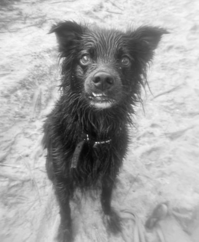 Dog 2514.print efxniy