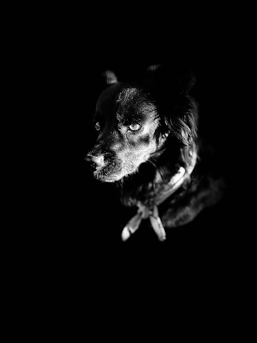 Dog in dark 3386 print buddbt