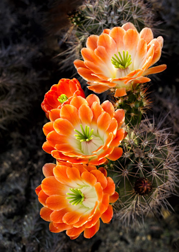 Cacti orange 0604cf fs pl vhsrp3