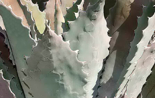 Cactus highres 042 wgfw3v