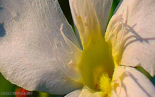 Centered 0198 flccil
