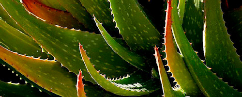Aloe 1867 bg2elm