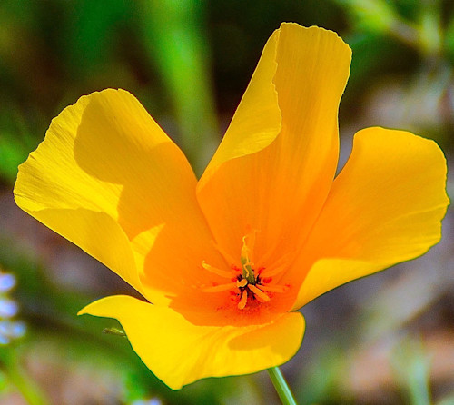 Mexican poppy njebvw