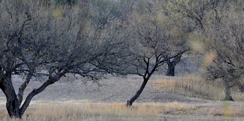 Trees 0245. zg1euw