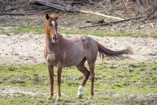 Horsefile947 saltriver wl5pax