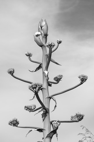 Plantyucca dd5 4983 cavecreek bw cvsapq