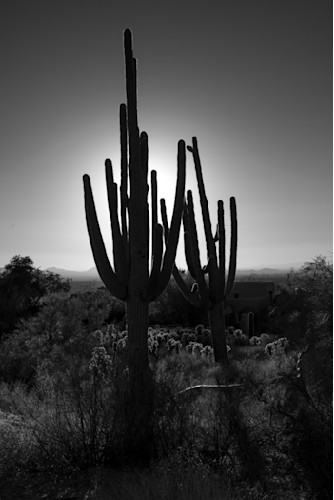 Saguarodd5 5547 pinnaclepeak bw drts1o
