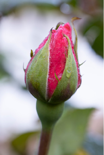 Rosebuddewdd5 5282 n6ge4f
