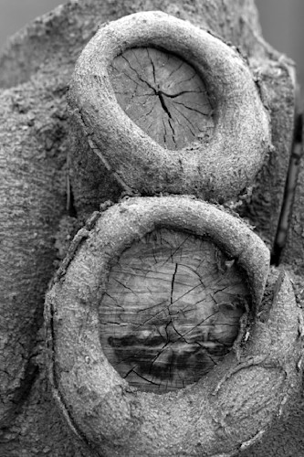 Treedeadbranchescutround dd2 4543 bw rtk3th